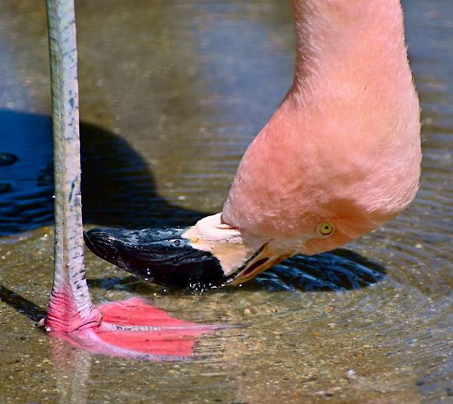 칠레홍학이 얕은 물에서 먹이를 먹는 모습. Victor Ortega Jimenez/UC Berkeley 제공