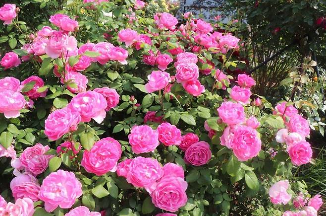 에버랜드가 자체 개발한 신품종 국산 장미 '퍼퓸 에버스케이프'. 에버랜드 제공