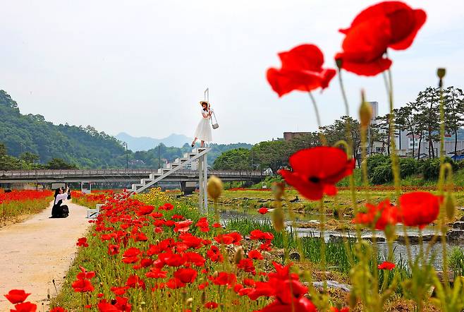 괴산군은 오는 23~25일 양귀비·백일홍 등이 흐드러진 동진천 등에서 괴산 빨간맛 페스티벌을 한다. 괴산군 제공