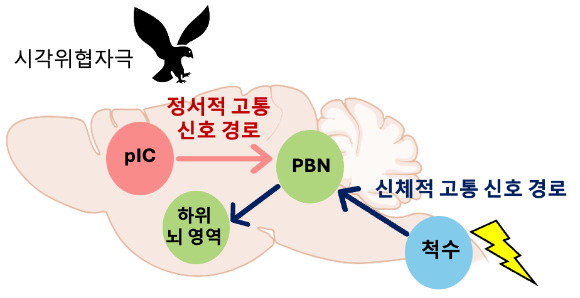 시각 위협 자극은 신체적 고통을 유발하지는 않는데 정서적 고통 신호 경로를 통해 불안한 상태를 만들고 공포 기억을 형성했다. 정서적, 신체적 고통 위협 신호 전달 뇌신경회로.  [사진=KAIST]
