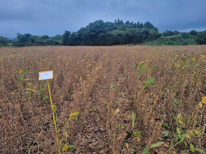 지난해 10월 해찬 재배 현장 사진 [제주도 제공. 재판매 및 DB 금지]