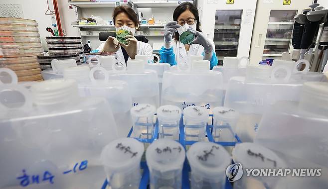 비브리오패혈증 감염 주의 (수원=연합뉴스) 홍기원 기자 = 22일 오후 경기도 수원시 권선구 경기도보건환경연구원에서 연구원들이 채취한 바닷물에서 비브리오패혈증균 선택배양작업을 시연하고 있다. 2024.5.22 xanadu@yna.co.kr