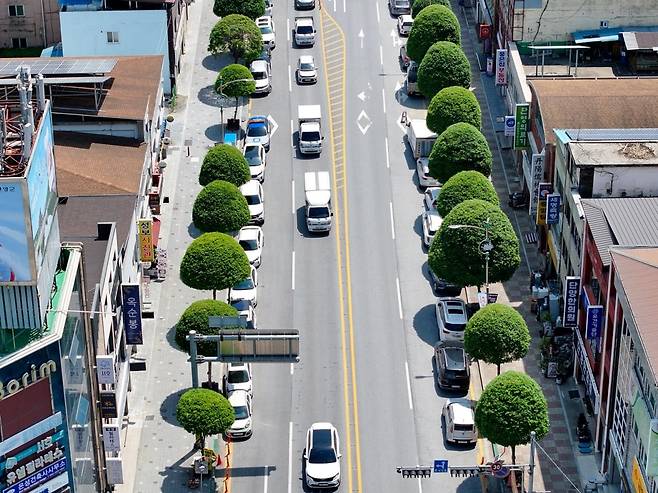 복자기 가로수 길 [단양군 제공. 재판매 및 DB 금지]