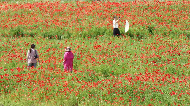 경남 함안군 악양둑방길 꽃양귀비 화원을 찾은 관람객들이 기념사진 찍기에 여념이 없다. 남태우 기자
