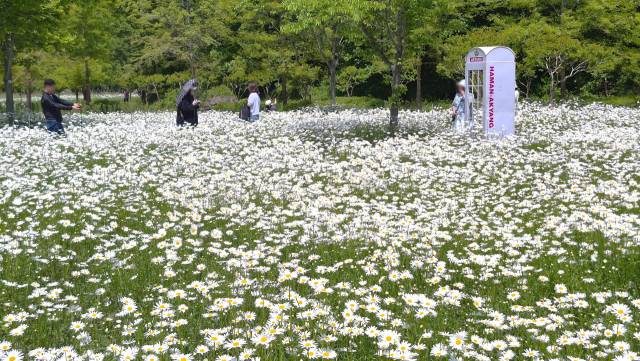 경남 함안군 악양생태공원 샤스타데이지 화원 전화박스 주변에서 관람객들이 기념사진을 찍고 있다. 남태우 기자