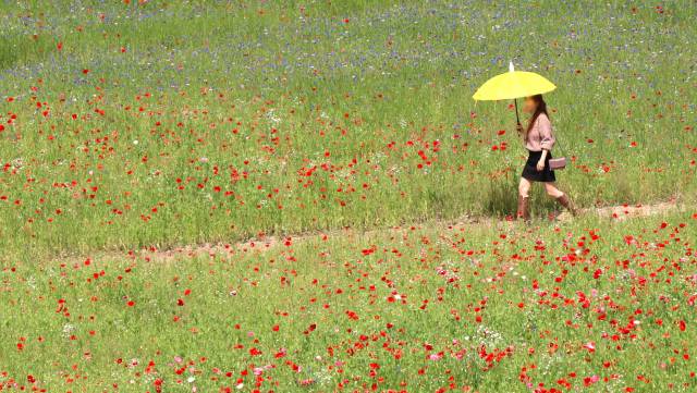 한 젊은 여성이 양산을 들고 경남 함안군 악양둑방길 꽃양귀비 화원을 바삐 걸어가고 있다. 남태우 기자