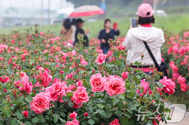 16일 서울 중랑구 중랑장미공원 일대에 '제17회 중랑 서울장미축제'를 맞아 조성된 장미꽃밭에서 시민들이 봄 정취를 만끽하고 있다. 2025.5.16/뉴스1 ⓒ News1 민경석 기자