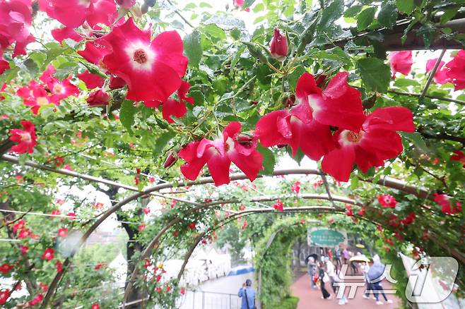 16일 서울 중랑구 중랑장미공원 일대에 '제17회 중랑 서울장미축제'를 맞아 조성된 장미터널에서 시민들이 봄 정취를 만끽하고 있다. 2025.5.16/뉴스1 ⓒ News1 민경석 기자