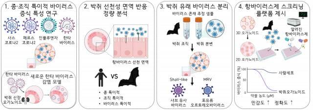박쥐 오가노이드를 활용한 주요 연구 결과 설명.바이러스 특성연구부터 플랫폼까지 담았다.