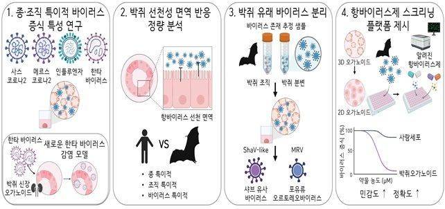박쥐 오가노이드를 활용한 코로나(SARS-Cov-2, MERS-CoV) 등 박쥐 유래 인수공통바이러스의 특이적 감염 양상과 증식 특성 규명 과정. 연구진 제공