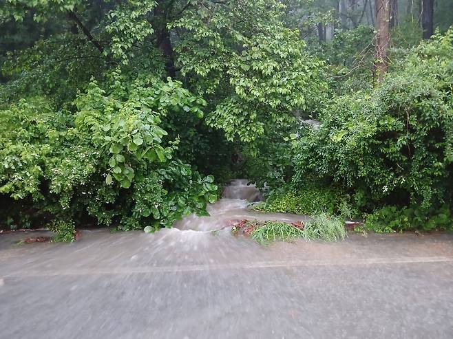 15일 오후 폭우가 쏟아진 전남 장흥군 안양면 한 도로에 나무가 쓰러졌다. /뉴스1