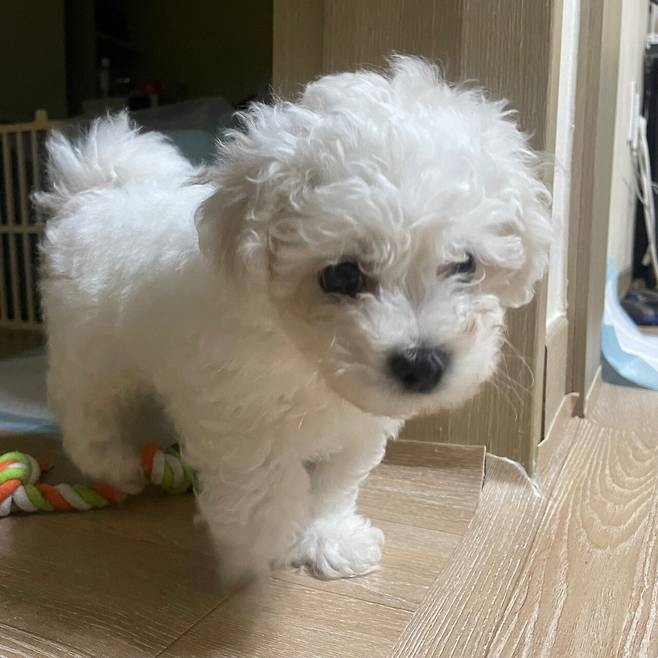 P20220226_150424529_A83B0889-9496-4450-86E2-EAC239E4FAF4.jpeg 세상에서 가장 이쁜 강아지