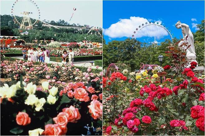 1987년 첫 당시 자연농원 장미축제(왼쪽)와 2025년 에버랜드 40주년 장미축제. 에버랜드 제공