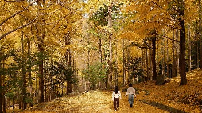 지난에 50년 만에 최초 공개된 에버랜드 비밀의 은행나무숲. 뉴스1