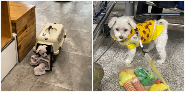 겁 많던 쫄보 말티쥬. 1년 3개월 후엔 당당 강쥐로 변했어요! 동그람이 김건희