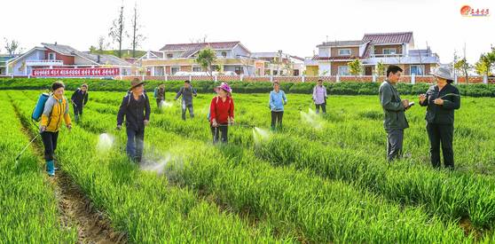 North Korean agricultural workers [NEWS1]