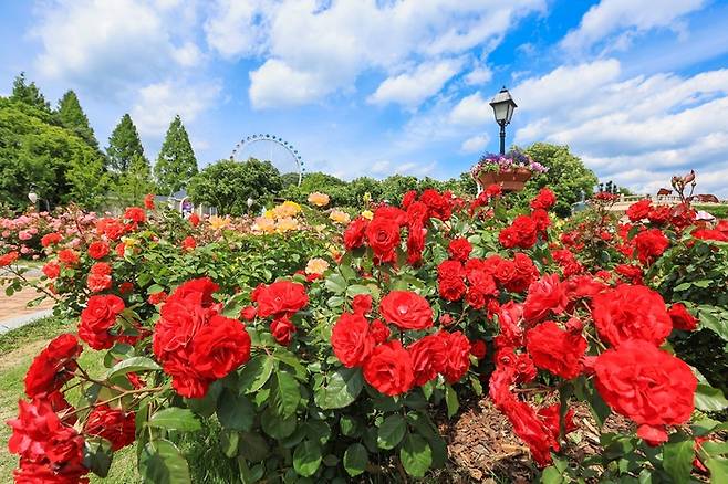‘에버랜드 로로티’ 장미축제 로즈가든 풍경 / 사진=삼성물산