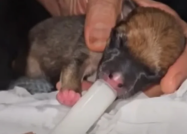 주사기로 우유를 받아 먹고 있는 새끼 강아지는 채 눈도 뜨지 못한 모습이다. [JTBC ‘사건반장’]