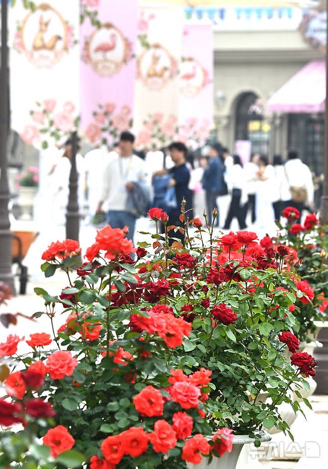 [용인=뉴시스] 김종택 기자 = 에버랜드 장미축제를 하루 앞둔 15일 경기 용인시 에버랜드 로즈가든을 찾은 시민들이 활짝 핀 장미를 살펴보고 있다.720품종 300만 송이 장미가 만개하는 이번 축제에서는 새로운 콘셉트의 장미축제 '에버랜드 로로티' 를 선보이고 장미포토존 등 다양한 콘텐츠로 다음달 15일까지 진행한다. 2025.05.15. jtk@newsis.com