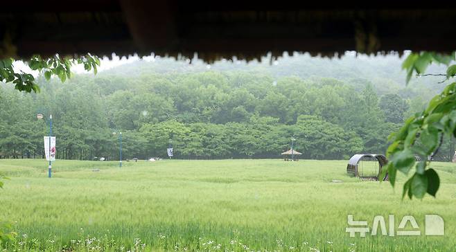 [인천=뉴시스] 전진환 기자 = 봄비가 내리는 16일 오전 인천 남동구 인천대공원 어울정원 청보리밭에서 시민들이 산책을 하고 있다.  2025.05.16. amin2@newsis.com