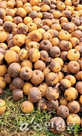 전남 나주의 한 과수원에 배가 폐기돼 있는 모습. 지난해 9월 중순까지 이어진 폭염으로 햇볕데임(일소)과 열매터짐(열과) 피해가 발생했다.