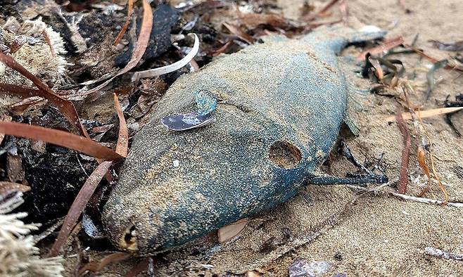 2025년 3월 29일에 오즈피쉬가 촬영하고 2025년 5월 15일에 공개한 사진. 남호주 빅터 항구에 떠밀려온 죽은 쥐치. AFP연합뉴스