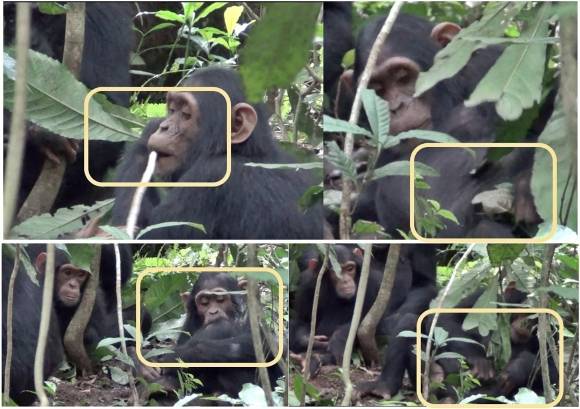 2021년 10월 13일(현지시간)  우간다 부동고 숲에 서식하는 침팬지 집단인 ‘손소’(Sonso)의 수컷 미성년 개체가 왼쪽 무릎을 다친 뒤 상처를 핥고 아열대 식물인 아칼리파의 줄기에서 잎사귀를 떼어 잘게 씹은 후 상처 부위에 바르거나 문지르고, 잎사귀로 상처를 두드리고 있다. 2025.5.14 진화 및 생태 첨단연구 게재 논문 자료