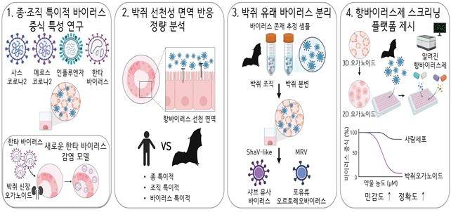 박쥐 오가노이드를 활용한 주요 연구 결과 [IBS 제공. 재판매 및 DB 금지]