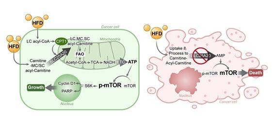 SLC25A20 유전자 발현 억제를 통해 지방산산화를 차단하면 고지방 식이에 의한 종양 촉진 효과가 억제되는 기전 요약도. [국립암센터 제공]