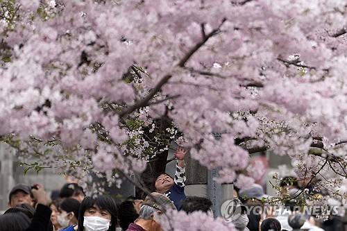 벚꽃놀이 나온 가족 [AP 연합뉴스 자료사진. 재판매 및 DB 금지]