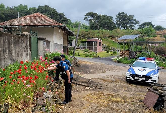 마약류 양귀비 단속하는 경찰 [세종남부경찰서 제공. 재판매 및 DB 금지]