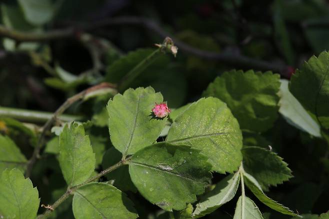 찔레별사탕혹벌 충영 ⓒ제주의소리