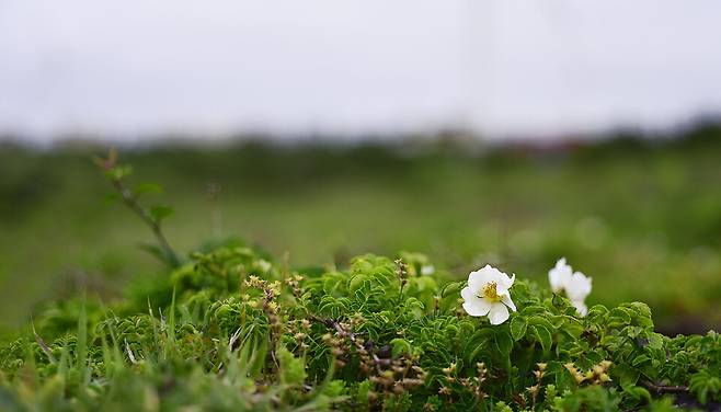 돌가시나무 / Rosa lucieae Franch. & Rochebr. ex Crép. ⓒ제주의소리