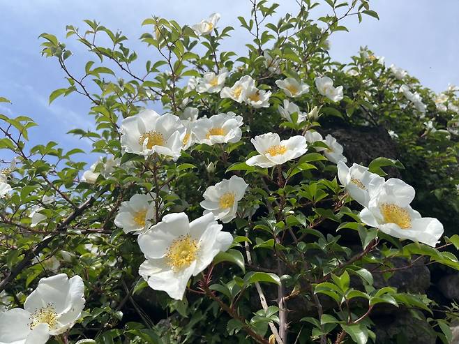 왕찔레나무 / Rosa laevigata Michx. ⓒ제주의소리