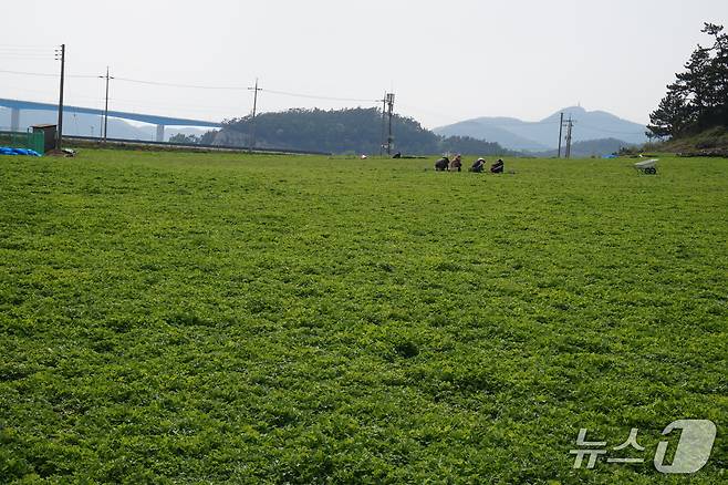 주민들이 봄쑥을 채취하고 있다. 해풍을 맞고 자란 조도 봄쑥은 맛과 향이 좋고 약효가 뛰어난 전국 최고의 명품 브랜드이다. 2025.5.16/뉴스1 ⓒ News1 조영석 기자