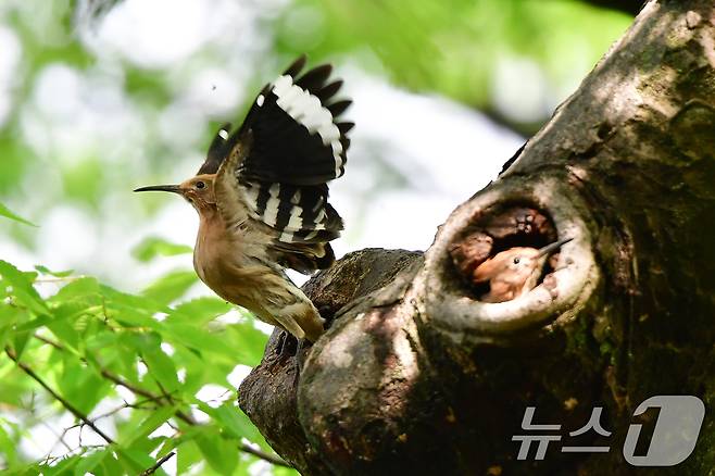 17일 경북 경주시 황성공원 느티나무에 둥지를 튼 후투티 새끼가 둥지 밖으로 힘차게 날아오르고 있다. 2025.5.17/뉴스1 ⓒ News1 최창호 기자