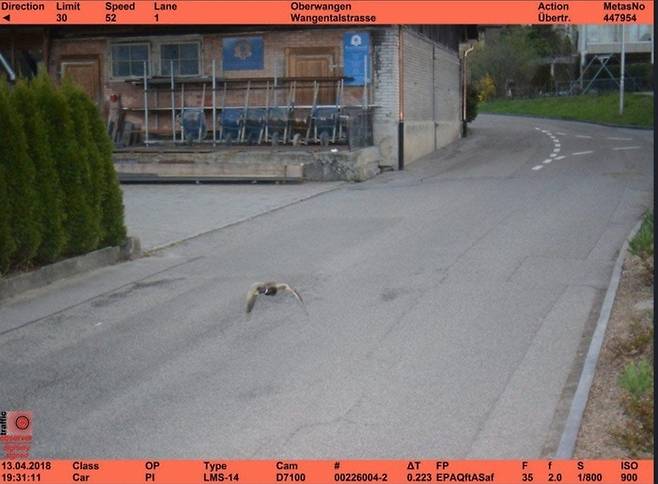 2018년 4월 13일 스위스 베른주 남부 쾨니츠시 과속 단속 카메라에 포착된 청둥오리. 사진=쾨니츠시 경찰