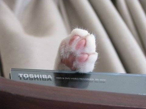 copyImage.jpg 젤리 GOTA