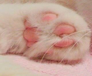 copyImage.jpg 젤리 GOTA