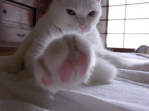 copyImage.jpg 젤리 GOTA