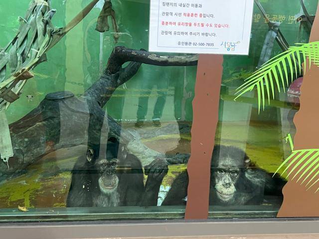 서울대공원 침팬지 광복이와 관순이가 사육장 밖을 내다보고 있다. 유리에는 침팬지가 두드릴 수 있다는 안내 문구가 붙어 있다. 고은경 기자