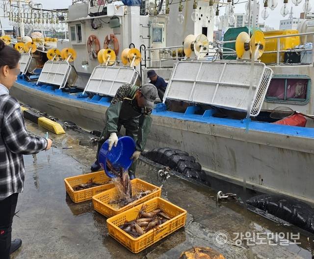 ▲ 지난 16일 새벽 첫 조업을 마치고 강릉 주문진항에 입항한 채낚기어선들이 오징어를 하역하고 있는 모습. 황선우 기자