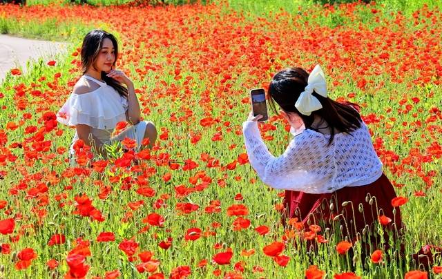 동진천변 양귀비 꽃밭에서 시민들이 인생 사진을 찍고 있다. 괴산군