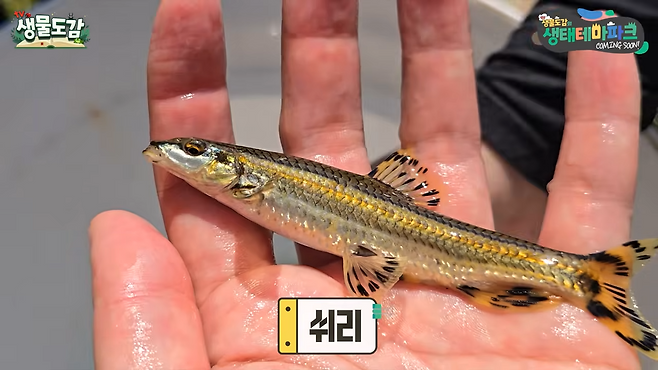 청계천에서 발견된 ‘쉬리’.&nbsp; TV생물도감 영상 캡처