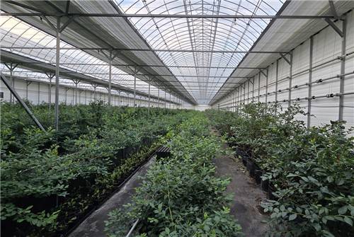 블루베리 하우스 전경 [최세호씨 제공.재판매 및 DB금지]