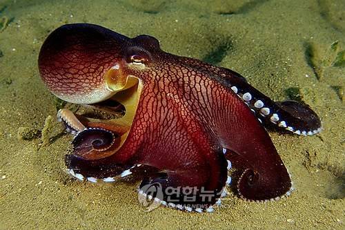 코코넛 문어  [EPA=연합뉴스]