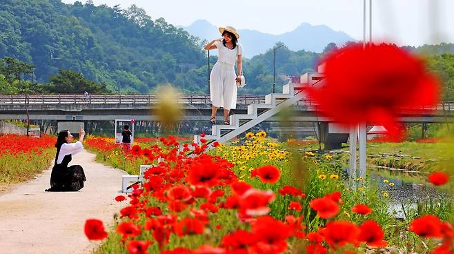 충북 괴산군이 마련한 2025 빨간맛 페스티벌이 23~25일 괴산유기농엑스포 광장과 동진천 일원에서 열린다. 사진은 지난해 축제 때 모습. 괴산군 제공