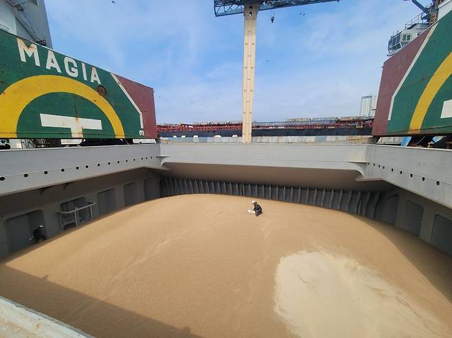 지난 15일 인천항 5만5000t을 실은 ‘곡류 전용 선박’에서 농림축산검역본부 중부지역본부 검역관의 선상검역이 진행되고 있다. 사진=최용준 기자