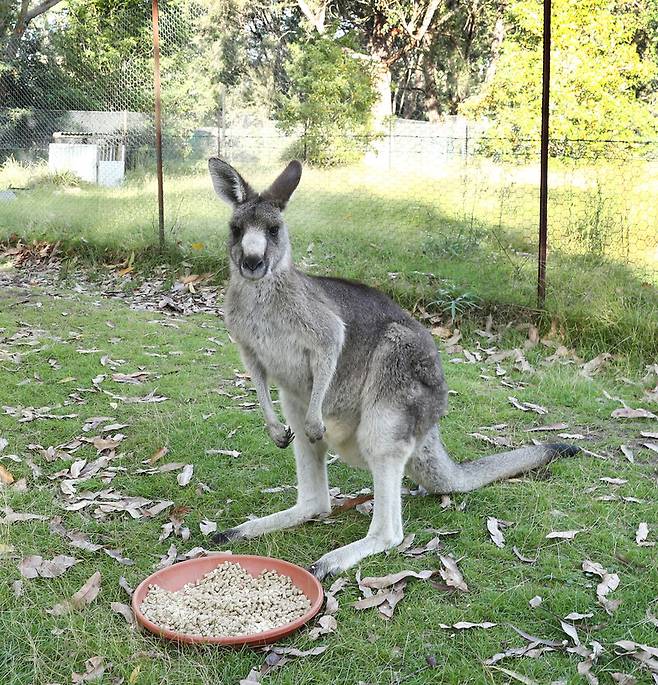 오스트레일리아 야생동물공원 ‘포토루 팰리스’에 가면 만나는 캥거루. 박미향 기자