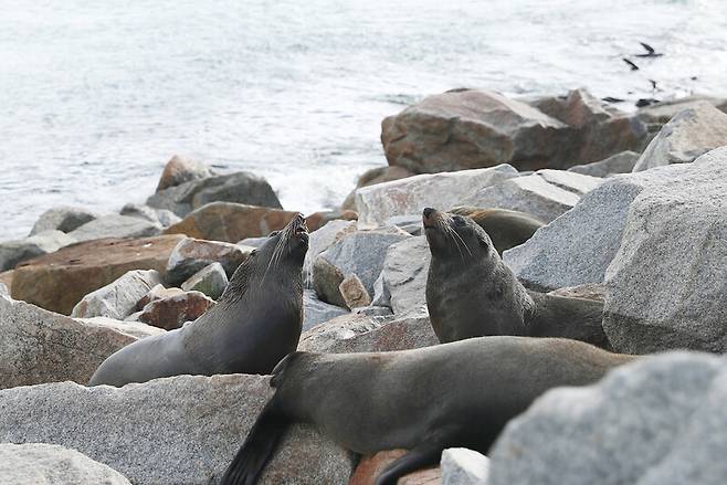 ‘오스트레일리아 록’ 인근에서 자주 목격되는 바다사자. 박미향 기자
